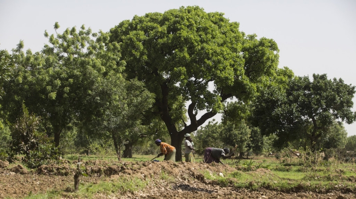 ©FAO Giulio Napolitano