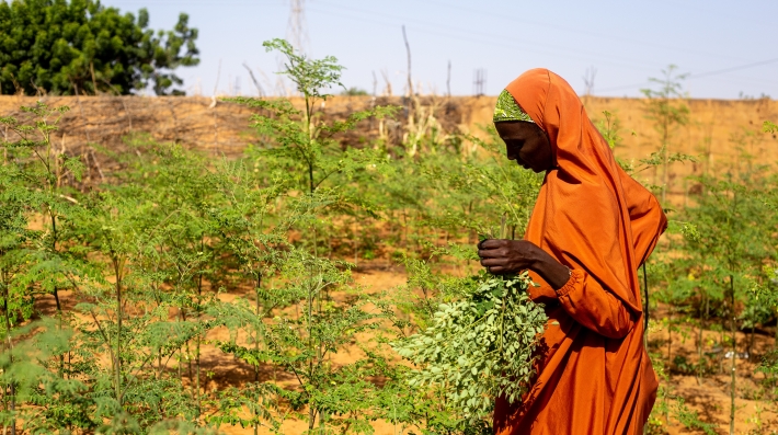 Woman harvesting moringa leaves