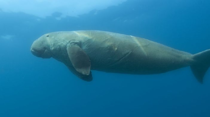 Dugong dugon