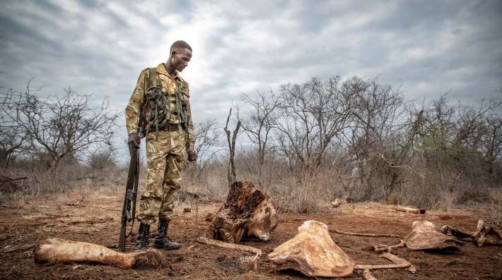Ranger looking at bones on the ground