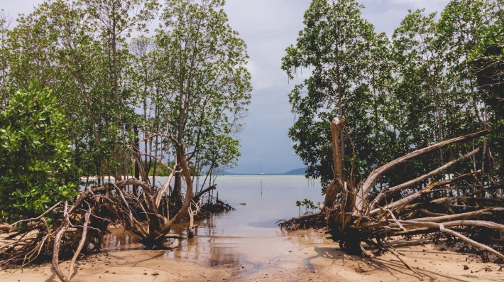 Mangroves