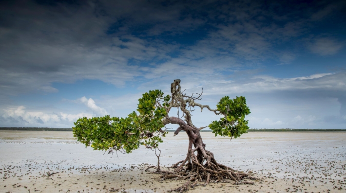 Lone mangrove tree.