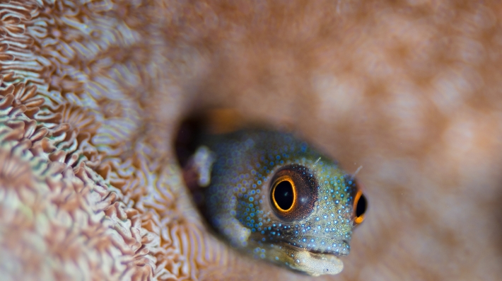 El rostro de un pececillo en un coral