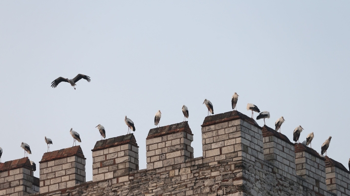 Un grupo de cigüeñas descansan en una antigua muralla en el centro de Estambul