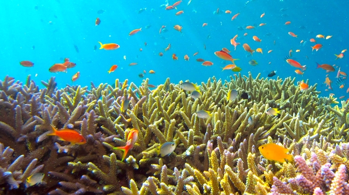 A coral reef