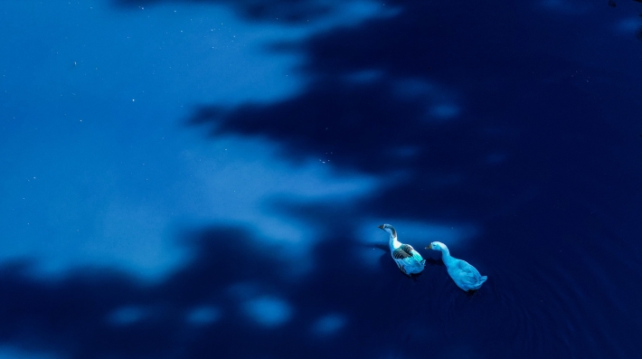 Two ducks, dyed blue, swim in a lake