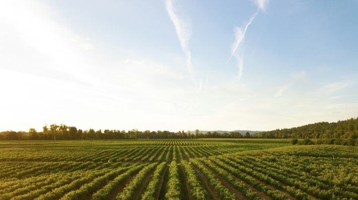 Image of a vineyard during daytime
