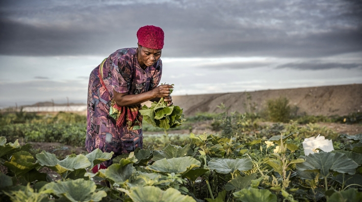 Una mujer cosecha lechuga