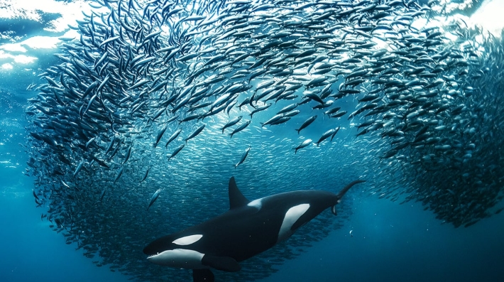 Image of an orca surrounded by a school of fish. 
