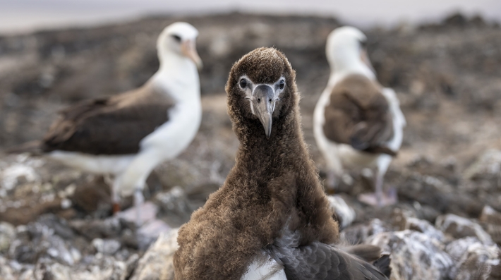 Enorme polluelo de albatros de cuatro meses de edad en su colonia en Campo Bosque, Punta Sur, en isla Guadalupe, México.