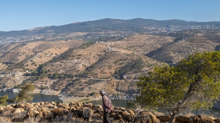 Pastizales jordanos con un pastor y sus ovejas