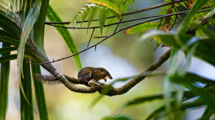 Small animals