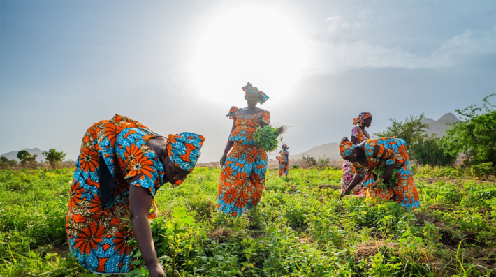 Mujeres en Figuil, un pueblo ubicado a 700 kilómetros al norte de Yaundé, Camerún, recolectan verduras en un campo utilizando una práctica agrícola llamada sinecocultura.