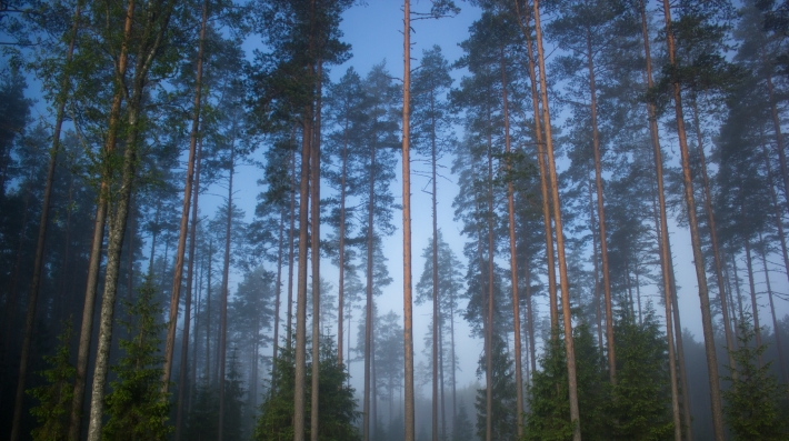 Trees in a forest near dusk