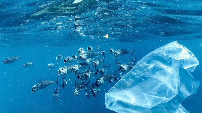 Plastic bag floating on water