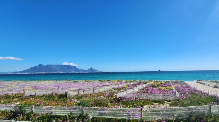 The municipality has installed wind nets to stabilize reprofiled sand dunes and allow native vegetation to re-establish itself on several Cape Town beachfronts. 