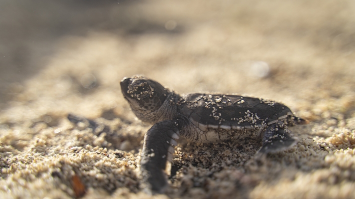 A baby sea turtle runs to the sea in Tanzania.
