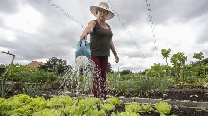 Watering lettuce plants in a community garden in Tatuquara, a suburb in the south of Curitiba, Brazil.