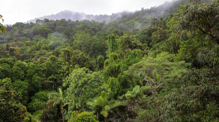 Green trees on mountain at daytime