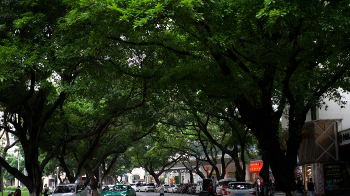 Una calle cubierta de árboles y flanqueada por vehículos estacionados.