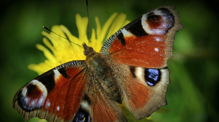 Peacock butterfly