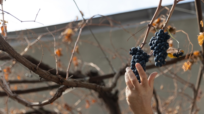 Hand with grapes