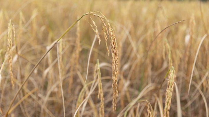 Rice fields