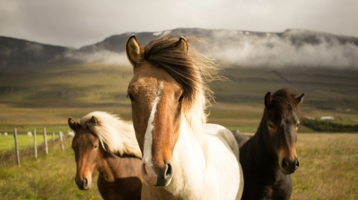 Tres caballos