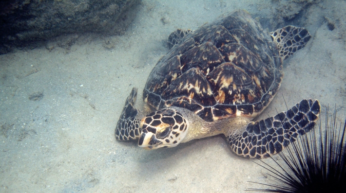Turtle under water