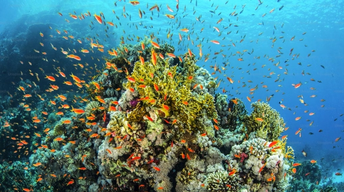 Una escuela de peces en un arrecife del Mar Rojo
