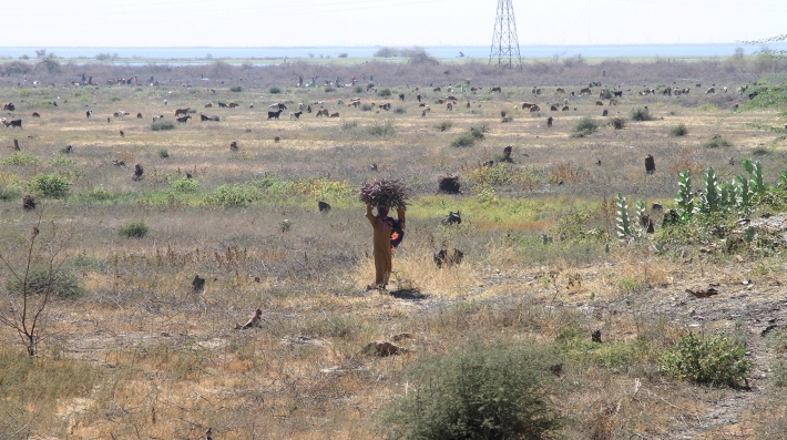 A woman walks among tree stumps 