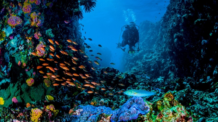 Un buzo y un arrecife de coral