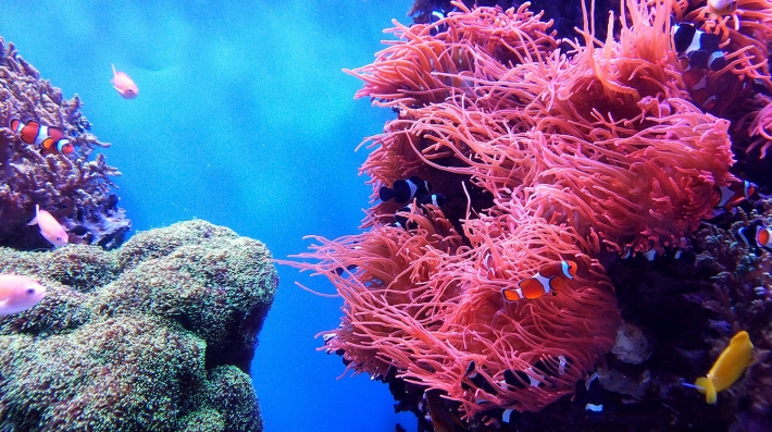 Coral reef