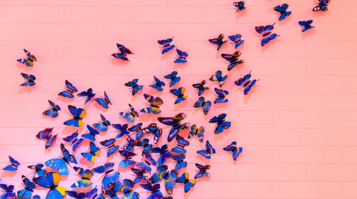 Image of colorful butterflies resting on a pink brick wall 