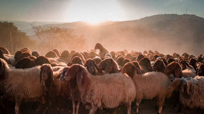 A herd of sheep kicking up dust as they move through the rangelands at the Royal Botanic Garden, north of Amman, Jordan.