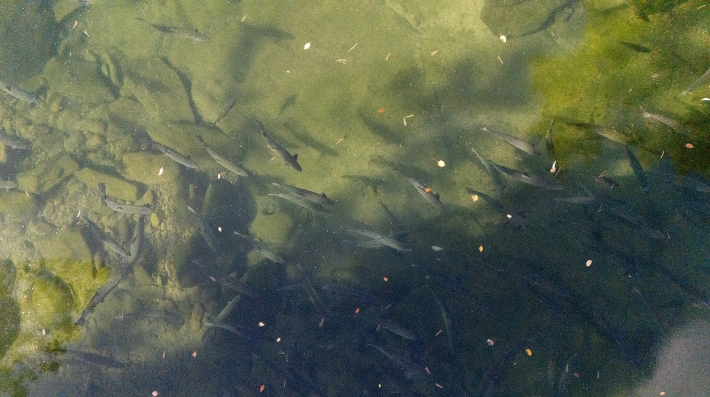 Wild salmon in New Fundy National Park, Canada 
