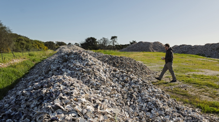 A man walking towards a big pile of oyster shells used for reef restoration in Australia