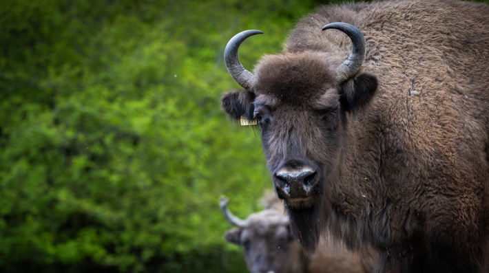 A bison looking into the camera   