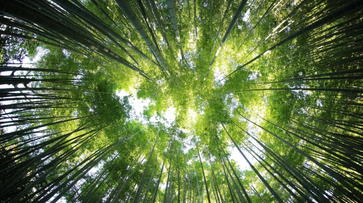  Tall bamboo stalks stretching toward the sky