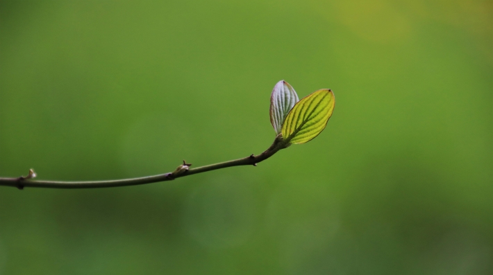 Leaf