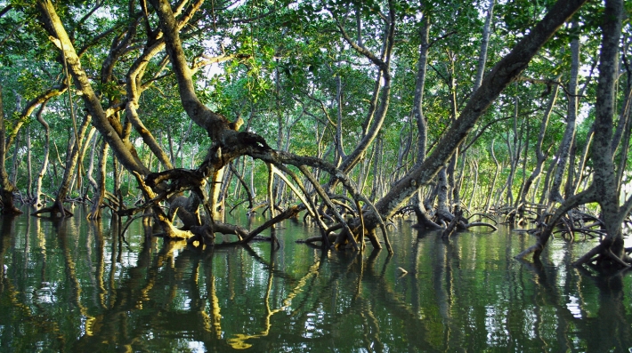Mangroves Malindi