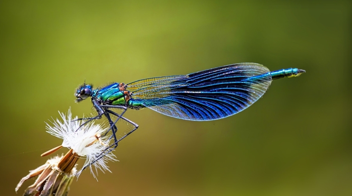 Blue dragonfly perched on white flower closeup