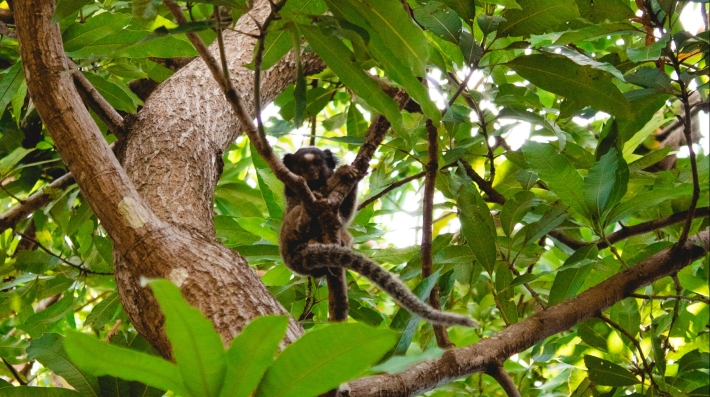 A monkey in a tree during daytime
