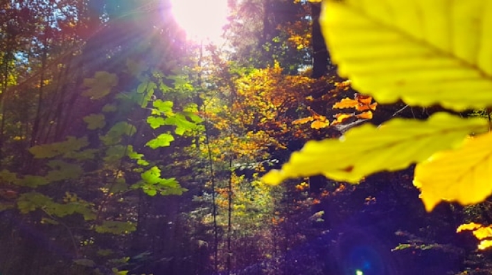 sunlight