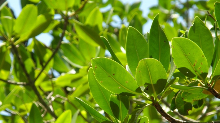 Mangrove