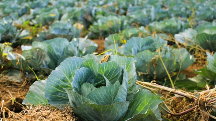 alimentos
