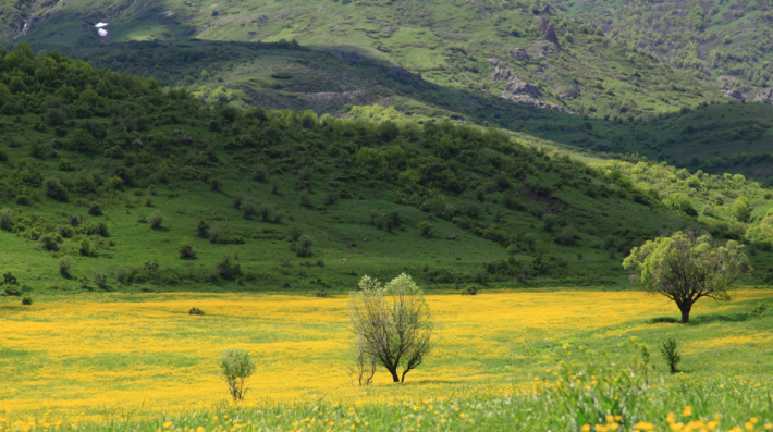 Valley in bloom in Armenia