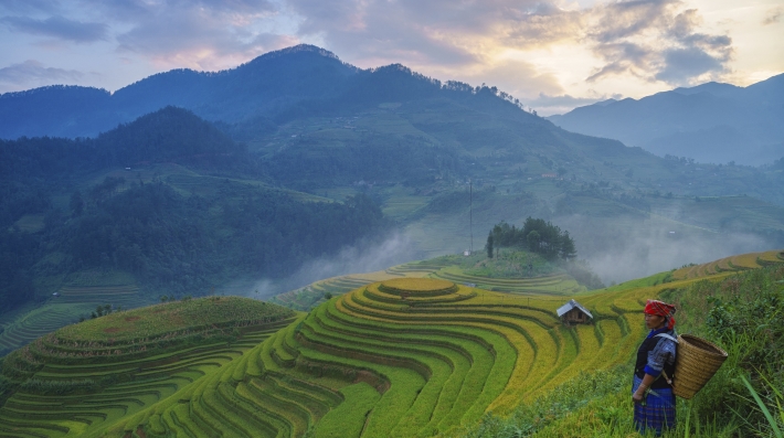 Rice fields 