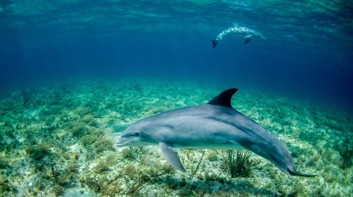 shark image