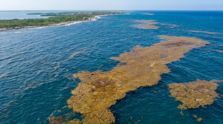 Algae Bloom